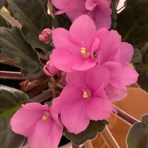 Meet your Posher, Lna